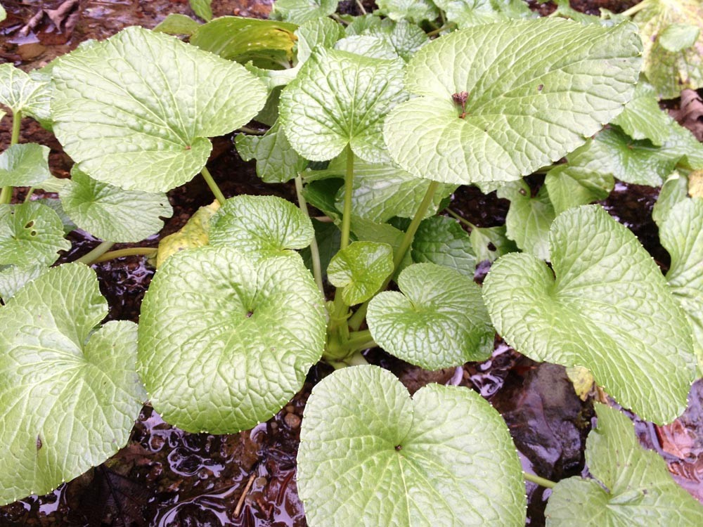 Wasabi-rucola: rucola zonder&nbsp;wasabi