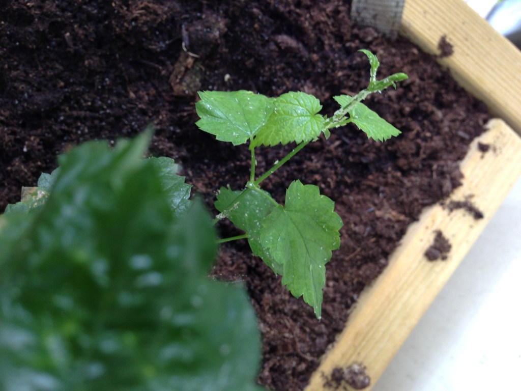 Balkonhop update: twee maanden&nbsp;later