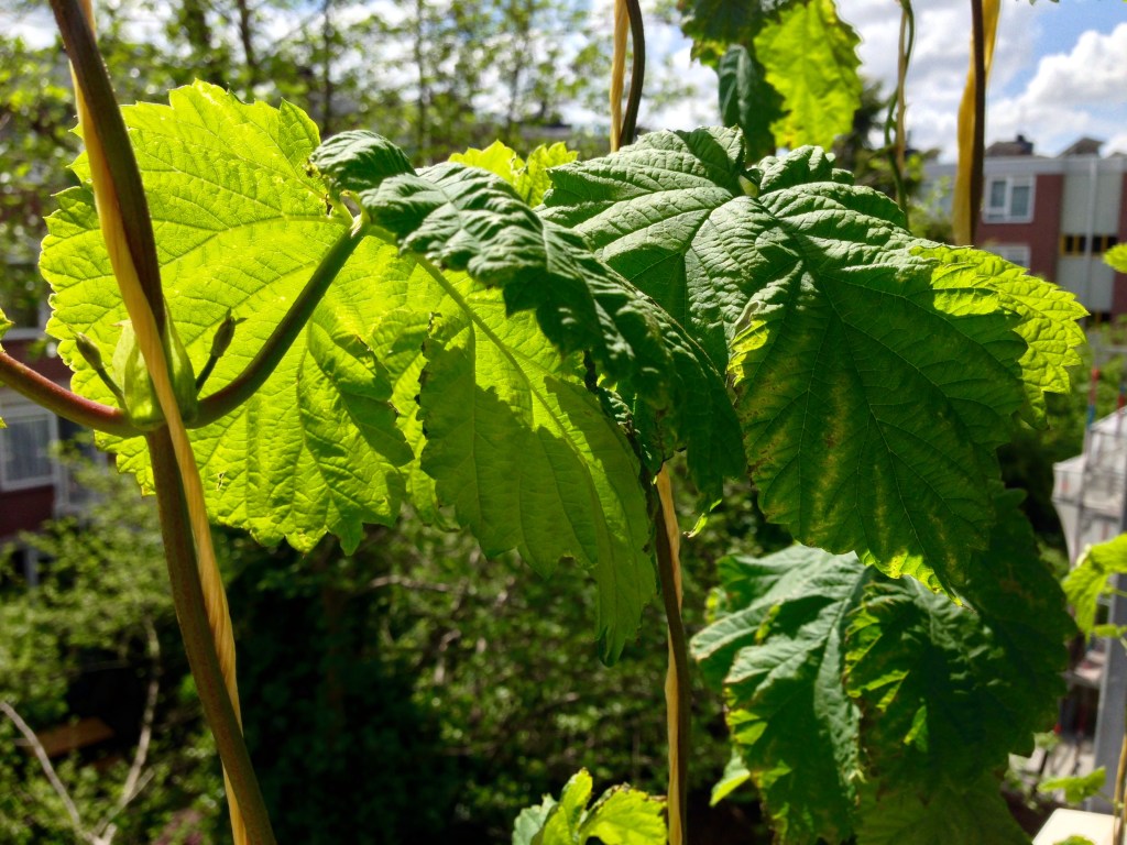 Balkonhop update: A, B, C&nbsp;test