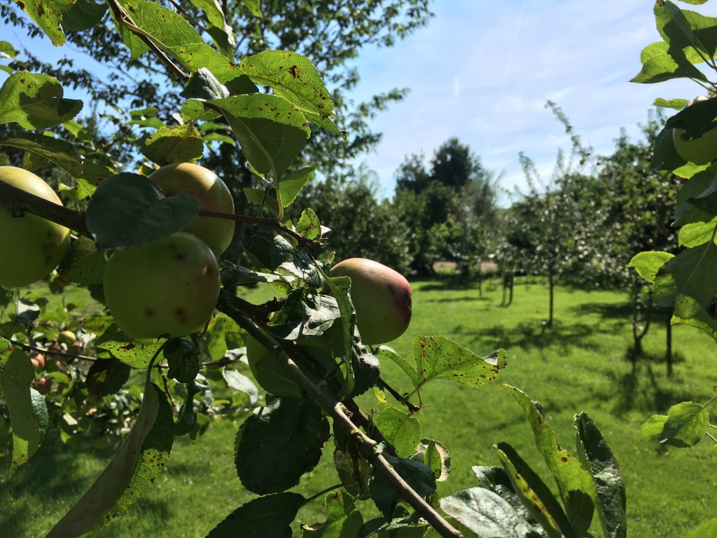 Beemster cider, een klassieke methode