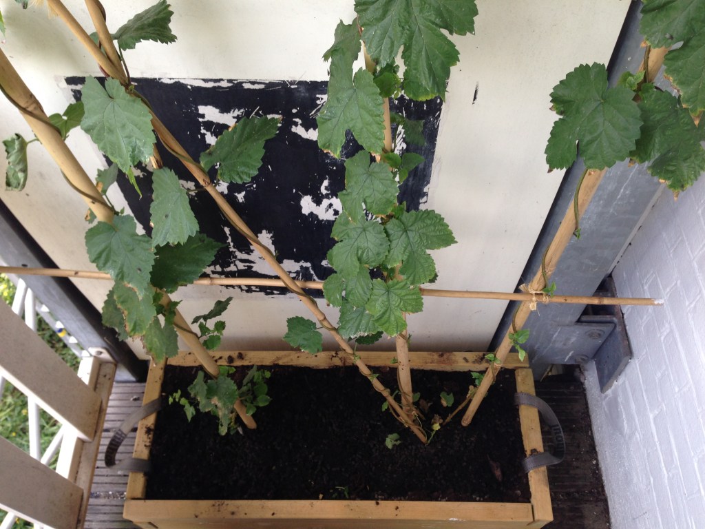 Balkonhop update: witte&nbsp;schimmel