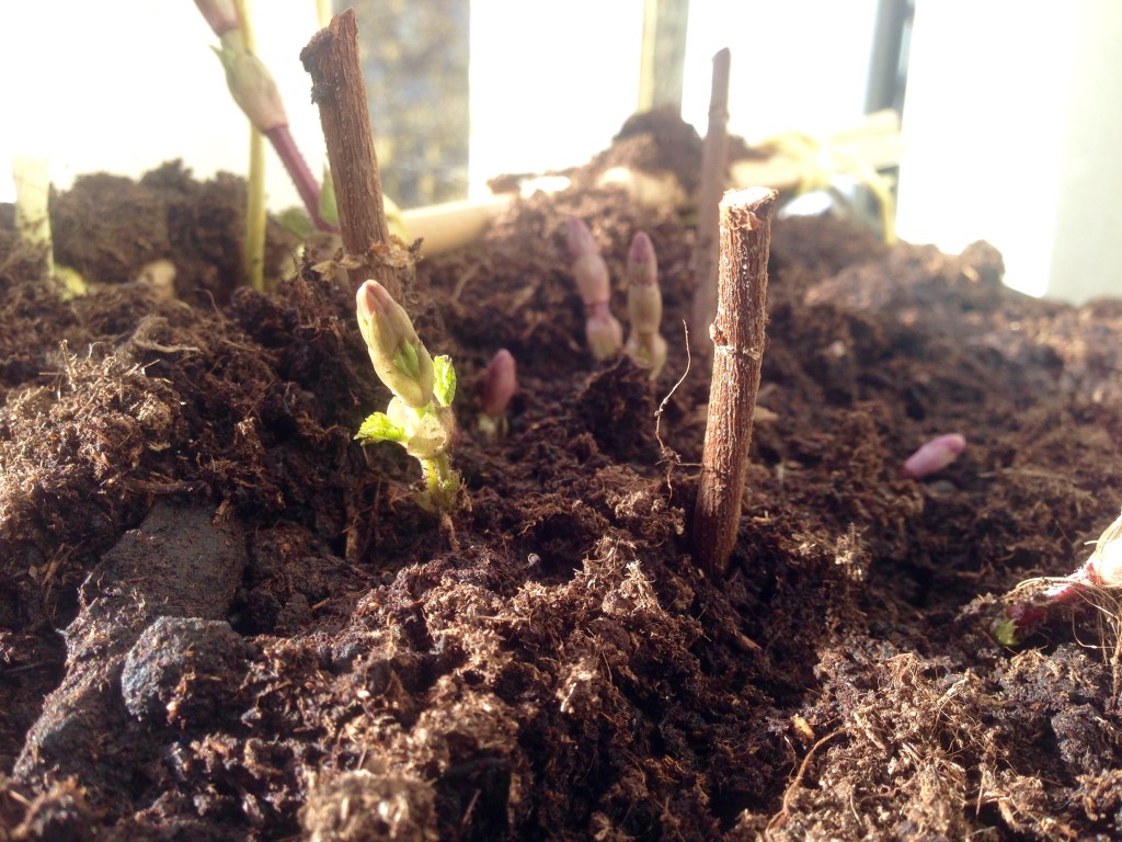 Nieuw hopjaar, nieuwe&nbsp;trellis