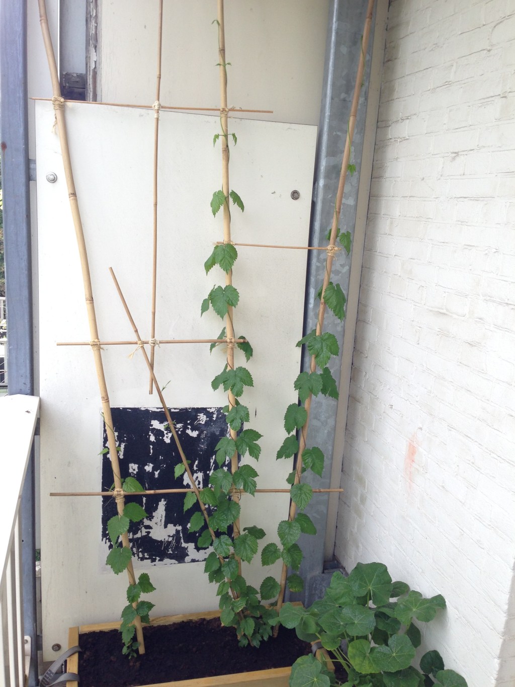 Balkonhop update: een maand&nbsp;later