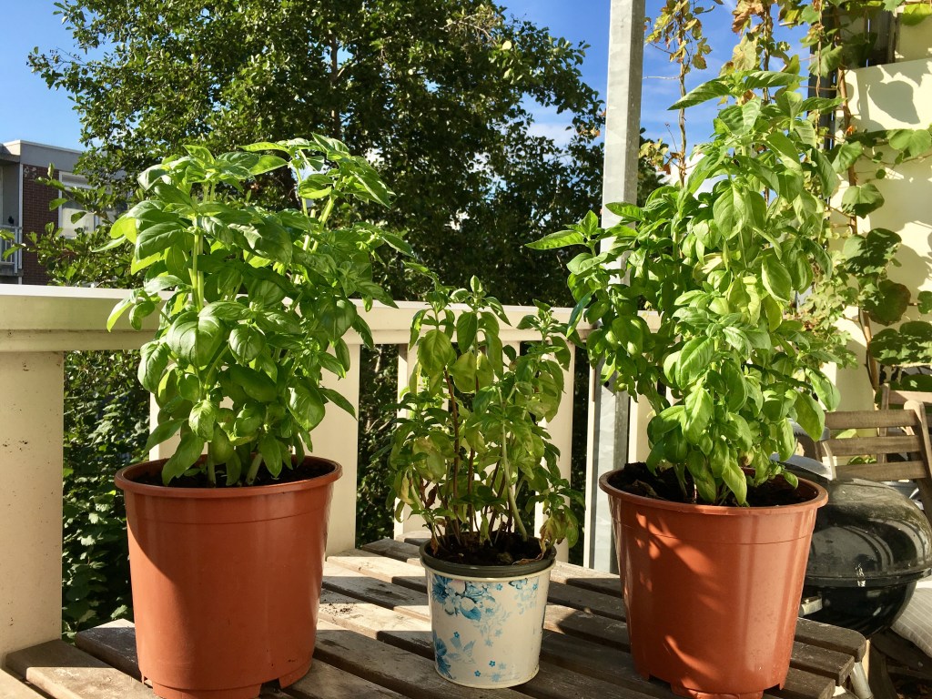 Maanden oogsten van supermarktbasilicum