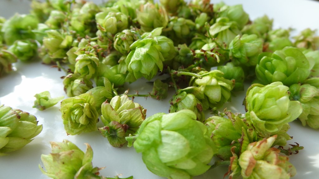 Balkonhop: oogst 2015