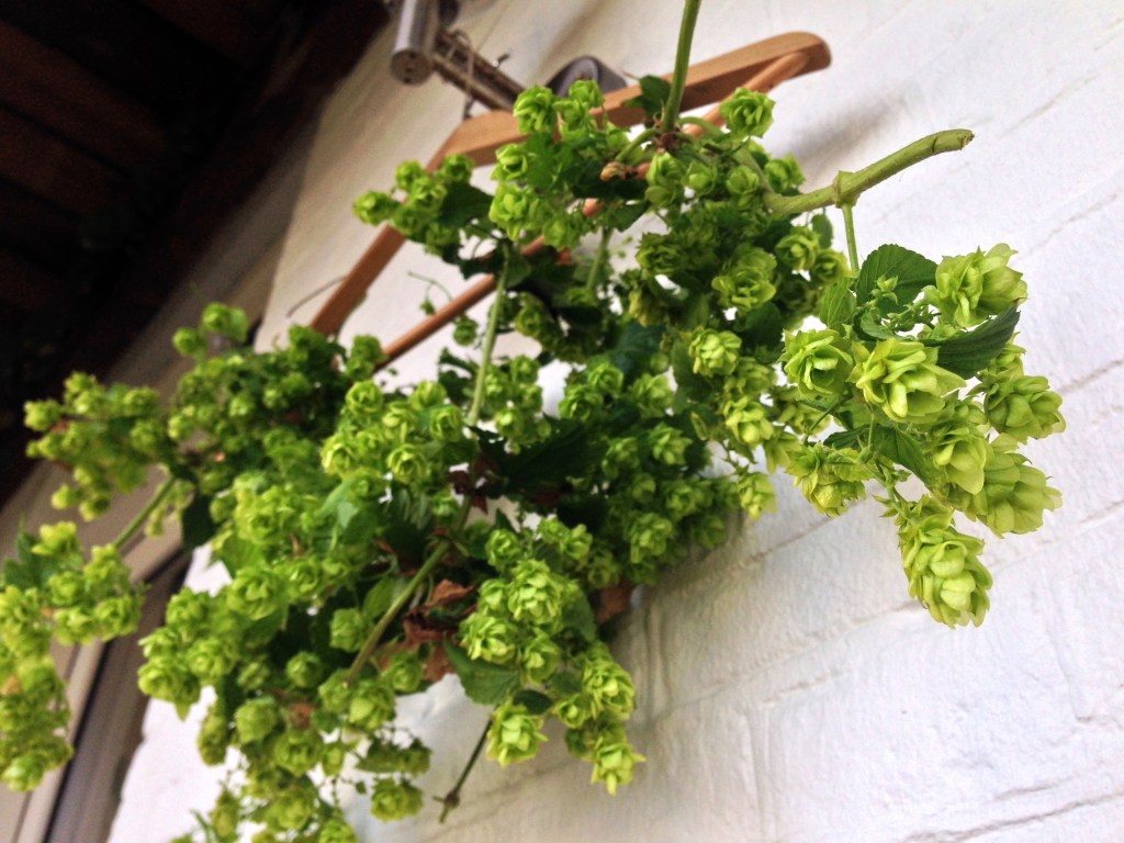 Balkonhop update: oogst