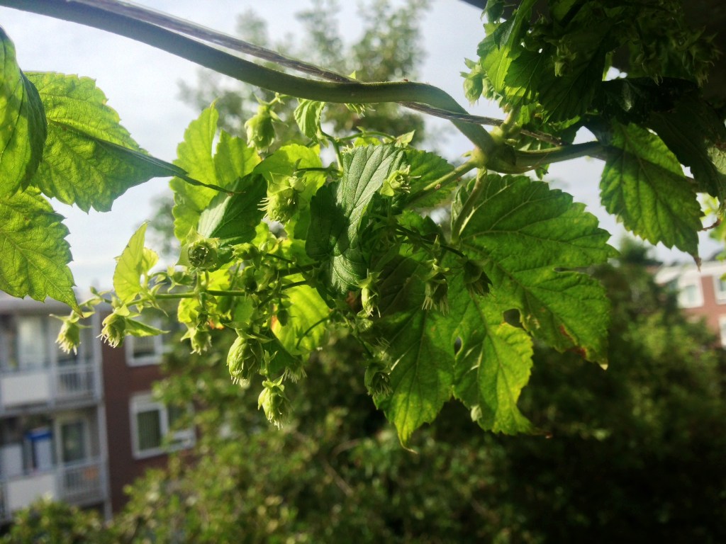 Balkonhop update: het&nbsp;bloeit